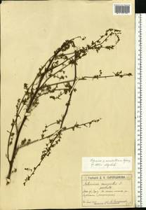Artemisia marschalliana Spreng., Eastern Europe, Moscow region (E4a) (Russia)