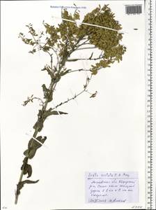 Isatis costata C.A.Mey., Eastern Europe, Moscow region (E4a) (Russia)