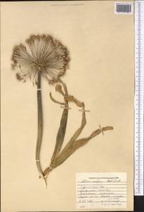 Allium caspium (Pall.) M.Bieb., Middle Asia, Kopet Dag, Badkhyz, Small & Great Balkhan (M1) (Turkmenistan)