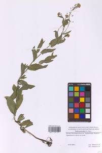 Neslia paniculata (L.) Desv., Eastern Europe, Moscow region (E4a) (Russia)