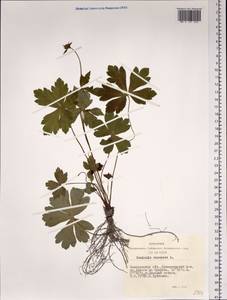 Sanicula europaea L., Siberia, Altai & Sayany Mountains (S2) (Russia)