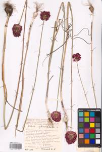 Allium sphaerocephalon L., Eastern Europe, Lower Volga region (E9) (Russia)