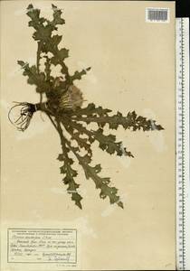 Cirsium esculentum (Siev.) C. A. Mey., Eastern Europe, Eastern region (E10) (Russia)