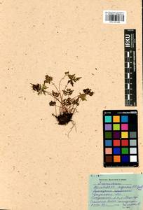 Aleuritopteris argentea (S. G. Gmel.) Fée, Siberia, Baikal & Transbaikal region (S4) (Russia)