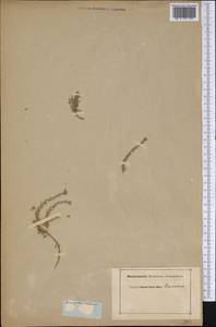 Paronychia chilensis DC., America (AMER) (Not classified)