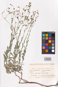 Linum ucranicum (Griseb. ex Planch.) Czern., Eastern Europe, Lower Volga region (E9) (Russia)