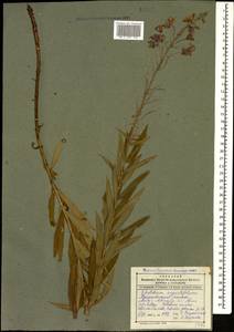 Chamaenerion angustifolium (L.) Scop., Caucasus, Dagestan (K2) (Russia)