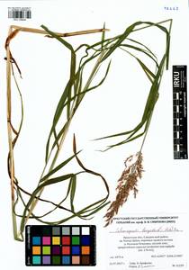 Calamagrostis purpurea (Trin.) Trin., Siberia, Baikal & Transbaikal region (S4) (Russia)