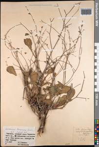 Limonium ferganense Ikonn.-Gal., Middle Asia, Pamir & Pamiro-Alai (M2) (Kyrgyzstan)