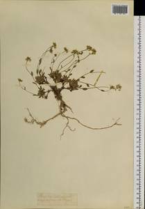 Draba, Siberia, Chukotka & Kamchatka (S7) (Russia)