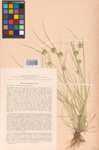 Carex bohemica Schreb., Eastern Europe, Central region (E4) (Russia)