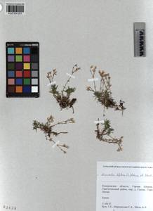 KUZ 004 201, Cherleria biflora (L.) comb. ined., Siberia, Altai & Sayany Mountains (S2) (Russia)