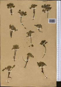 Hymenidium nanum (Rupr.) Pimenov & Kljuykov, Middle Asia, Pamir & Pamiro-Alai (M2)