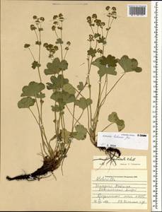 Alchemilla hebescens Juz., Mongolia (MONG) (Mongolia)