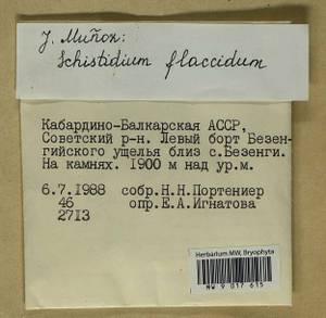 Schistidium flaccidum (De Not.) Ochyra, Bryophytes, Bryophytes - North Caucasus & Ciscaucasia (B12) (Russia)