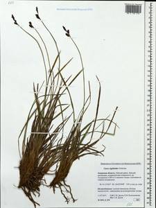 Carex rigidioides (Gorodkov) V.I.Krecz., Siberia, Russian Far East (S6) (Russia)