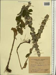 Stachys germanica L., Eastern Europe, Moldova (E13a) (Moldova)