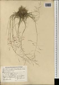 Puccinellia tenuiflora (Griseb.) Scribn. & Merr., Mongolia (MONG) (Mongolia)
