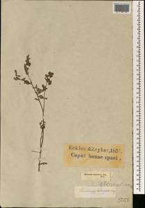 Hermannia holosericea Jacq., Africa (AFR) (South Africa)