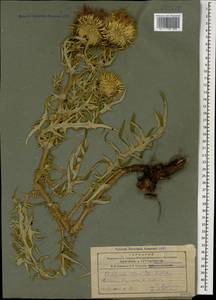 Cirsium ciliatum subsp. szovitsii (K. Koch) Petr., Caucasus, Armenia (K5) (Armenia)