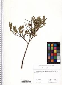 Prunus tenella Batsch, Eastern Europe, Eastern region (E10) (Russia)