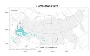 Hemerocallis fulva (L.) L., Atlas of the Russian Flora (FLORUS) (Russia)