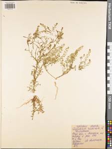 Lepidium ruderale L., Eastern Europe, Central region (E4) (Russia)