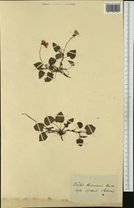 Viola riviniana Rchb., Western Europe (EUR)