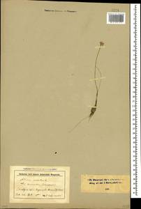 Allium moschatum L., Caucasus, Stavropol Krai, Karachay-Cherkessia & Kabardino-Balkaria (K1b) (Russia)