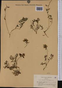 Astragalus australis (L.) Lam., Western Europe (EUR) (Italy)