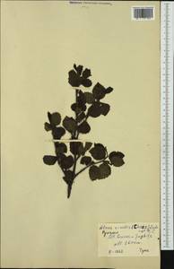 Alnus alnobetula subsp. alnobetula, Western Europe (EUR) (Romania)