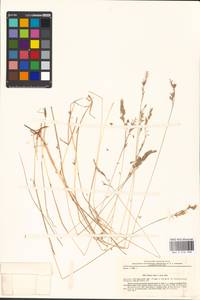 Festuca rubra L., Eastern Europe, Northern region (E1) (Russia)