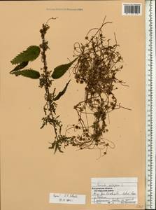 Cuscuta europaea L., Eastern Europe, Central forest region (E5) (Russia)