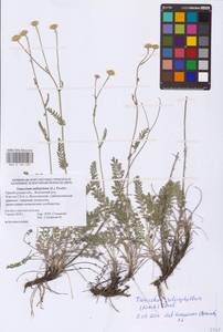 Tanacetum kittaryanum subsp. sclerophyllum (Krasch.) Tzvelev, Eastern Europe, Eastern region (E10) (Russia)