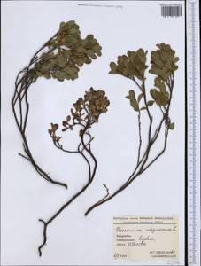 Vaccinium uliginosum L., Western Europe (EUR) (Bulgaria)