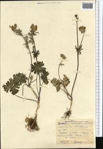 Aconitum rotundifolium Kar. & Kir., Middle Asia, Western Tian Shan & Karatau (M3)