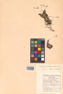 Saxifraga cherlerioides D. Don, Siberia, Russian Far East (S6) (Russia)