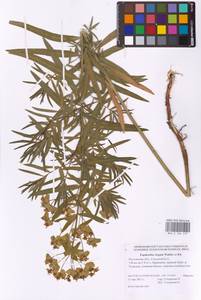 Euphorbia virgata Waldst. & Kit., Eastern Europe, Rostov Oblast (E12a) (Russia)