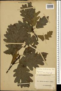 Quercus hartwissiana Steven, Caucasus, Black Sea Shore (from Novorossiysk to Adler) (K3) (Russia)