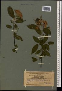 Cornus sanguinea subsp. australis (C.A.Mey.) Jáv., Caucasus, Azerbaijan (K6) (Azerbaijan)
