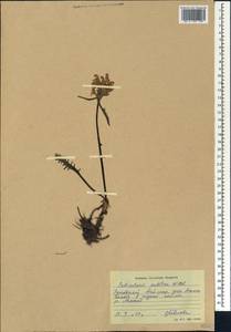 Pedicularis sudetica Willd., Siberia, Central Siberia (S3) (Russia)