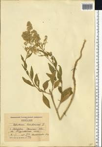 Lepidium latifolium L., Eastern Europe, South Ukrainian region (E12) (Ukraine)