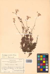 Saxifraga cherlerioides D. Don, Siberia, Russian Far East (S6) (Russia)