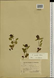 Prunella vulgaris subsp. asiatica (Nakai) H.Hara, Siberia, Chukotka & Kamchatka (S7) (Russia)
