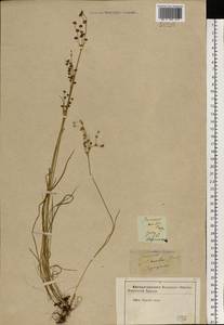 Juncus alpinoarticulatus Chaix, Eastern Europe, Central forest-and-steppe region (E6) (Russia)