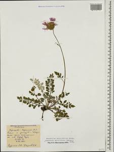 Psephellus salviifolius Boiss., Caucasus, Stavropol Krai, Karachay-Cherkessia & Kabardino-Balkaria (K1b) (Russia)
