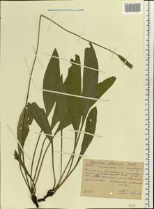 Plantago urvillei Opiz, Eastern Europe, North Ukrainian region (E11) (Ukraine)