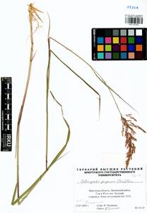 Calamagrostis purpurea (Trin.) Trin., Siberia, Baikal & Transbaikal region (S4) (Russia)