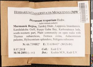 Dicranum scoparium Hedw., Bryophytes, Bryophytes - Karelia, Leningrad & Murmansk Oblasts (B4) (Russia)