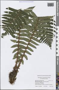 Dryopteris crassirhizoma Nakai, Siberia, Russian Far East (S6) (Russia)